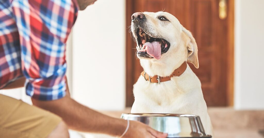 Choosing the Best Pet Food for Your Furry Friend
