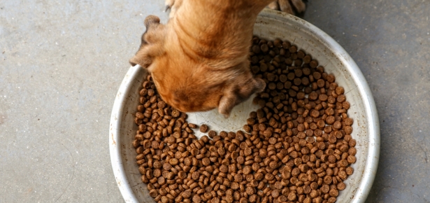 Choosing the Best Pet Food for Your Furry Friend