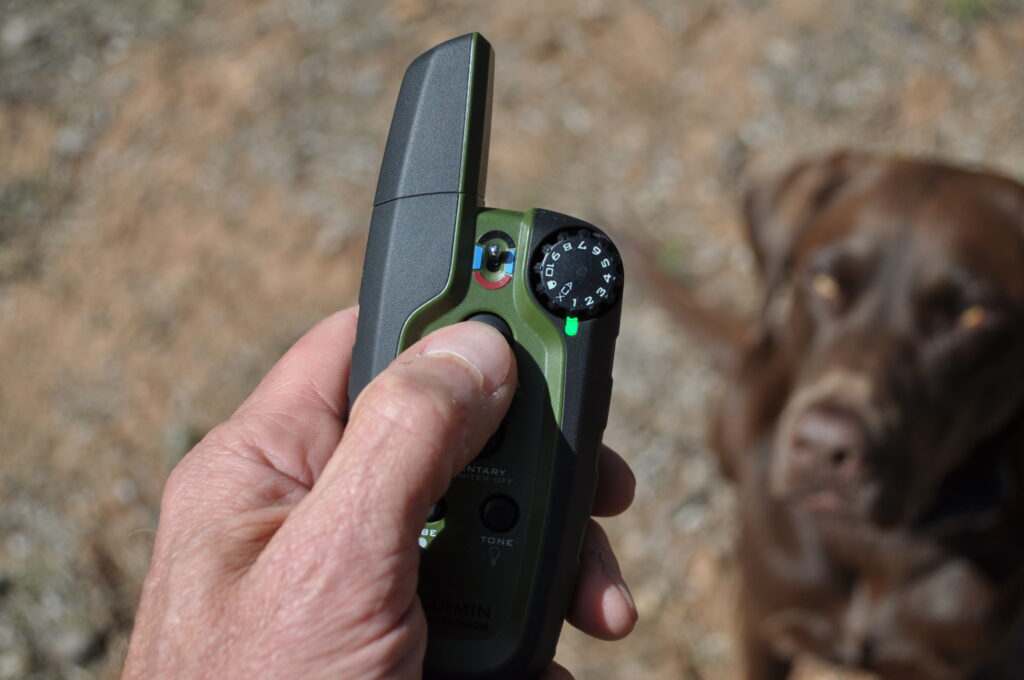 Should I use an electronic collar to train my dog?