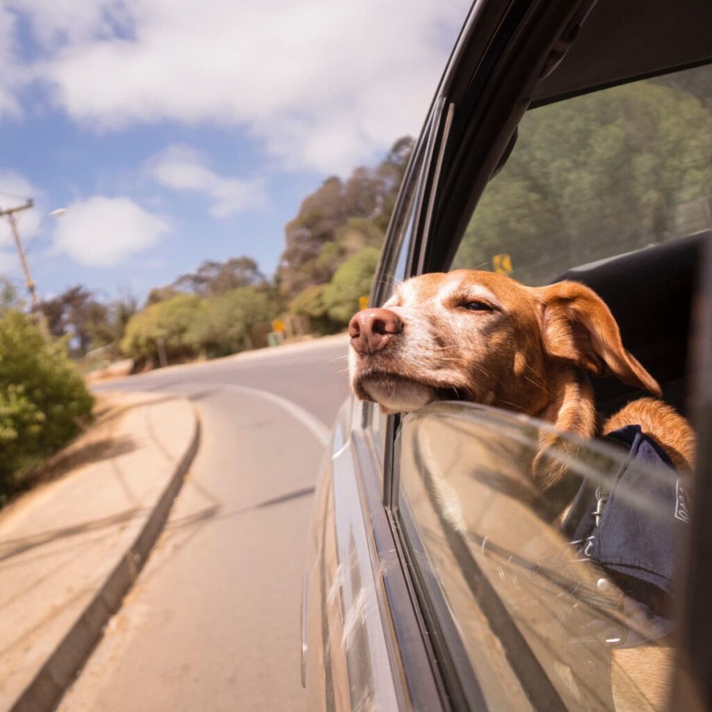 The best ways to keep pets calm during car rides