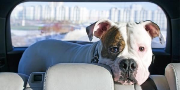 The best ways to keep pets calm during car rides