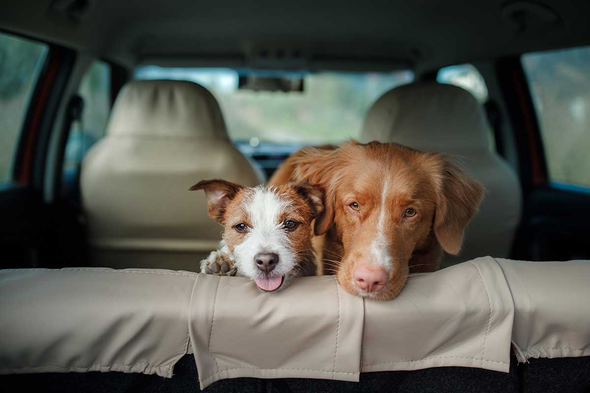 You are currently viewing The best ways to keep pets calm during car rides
