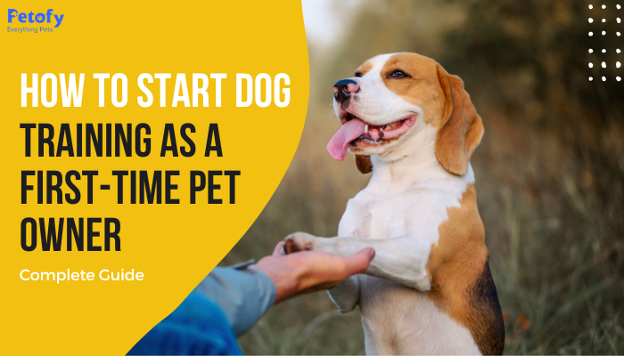 Basic Obedience For First Time Pet Owners: Starting Your Dog Out Right