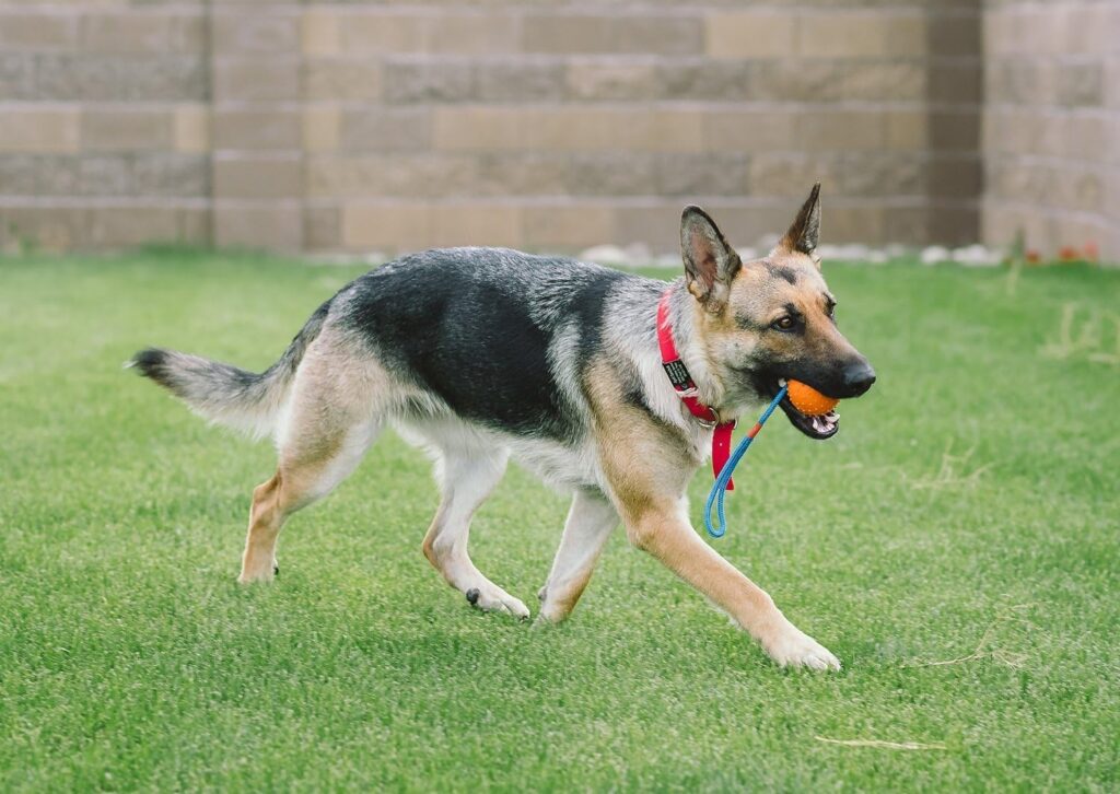 Dog Ball Launcher Thrower for Professional K-9 Training Sport Mental Conditioning Toy Tug 100% GUARANTEED! Increases Pet Obedience Behavior Fast! Through Toss Fetch Retriever Thrower Launching
