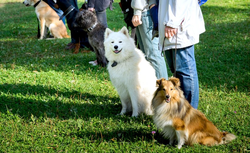 Read more about the article Dog Obedience Training Review