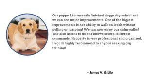 Read more about the article Dog Training Review
